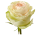گل رز هلندی کاوا